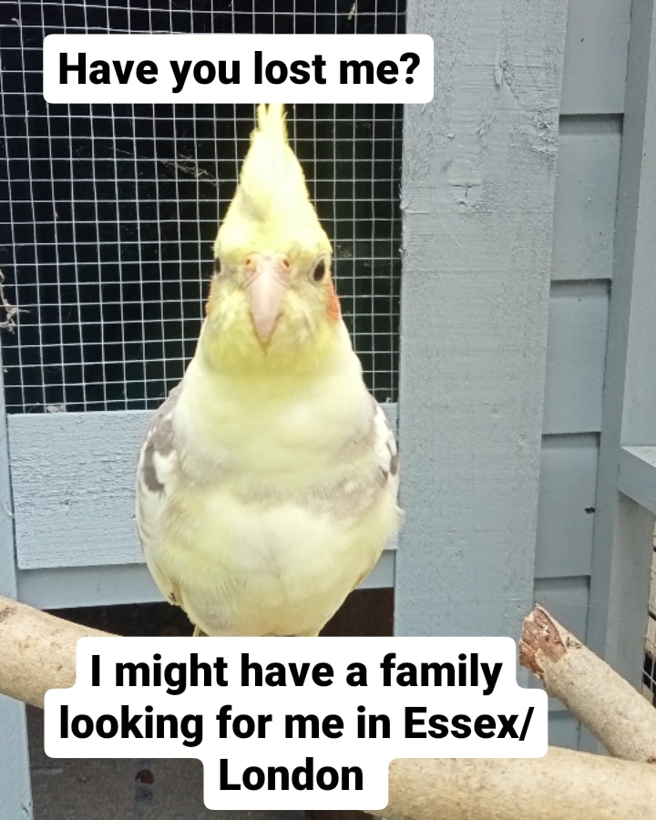 I'm a bit in love which means someone else must be heartbroken. Have you lost your birb? Found in Chingford so maybe their family are in Essex or London. #Cockatiel #LostCockatiel #Parrot #LostParrot #LostBird