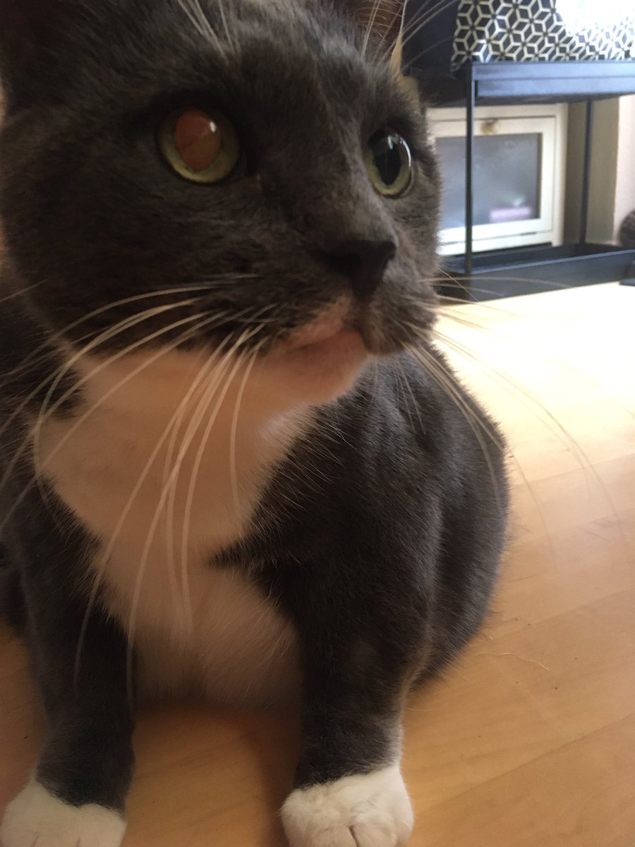 Wochenend-Grüße von Paulchen 💚

💚<a href="/derJustInC/">JustinC 𝕏</a>
💚<a href="/Sabine_D_Cat/">Sabine_D_Cat</a>
💚<a href="/NeoDendro/">🦕Néo Déndró TV YT(Dinosaur Traveler)🦖</a>
💚<a href="/TabbyTyger/">Tabby🐯</a>
💚<a href="/genXrld/">genXrld</a>
💚<a href="/lovely0butterf1/">lovely0butterfly</a>
💚@Abonie_Twitch
💚<a href="/ChessHellfire/">𝕮𝖍𝖊𝖘𝖘 𝕳𝖊𝖑𝖑𝖋𝖎𝖗𝖊 ♟️🔥</a>
💚<a href="/Einfach_Cap/">Einfach_Cap</a>
💚@darKFirextwitch
💚<a href="/rabiaterrobert/">RabiaterRobert</a>
💚@SuperPascal26
💚<a href="/Unico_Noco/">UnicoNoco</a>
💚@Nyko_Music_
💚@Solidjohn90
💚<a href="/MrJaeggy/">MrJaeggy</a>