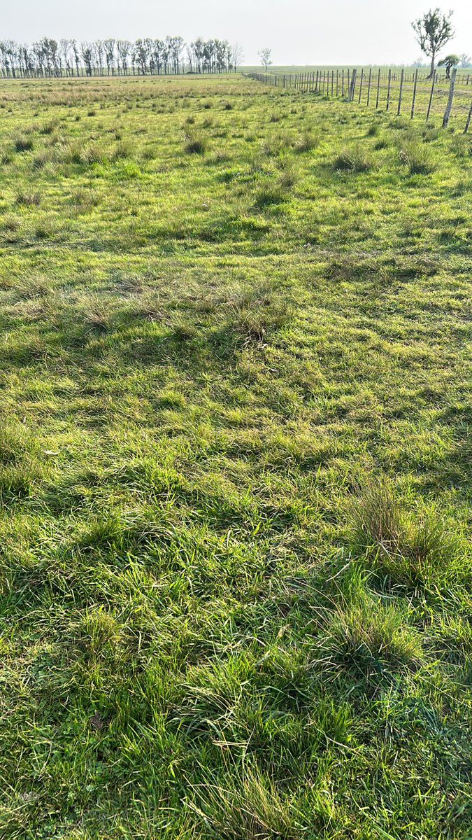 Pleno agosto y así están los campos del norte 🤩 pocas heladas este año