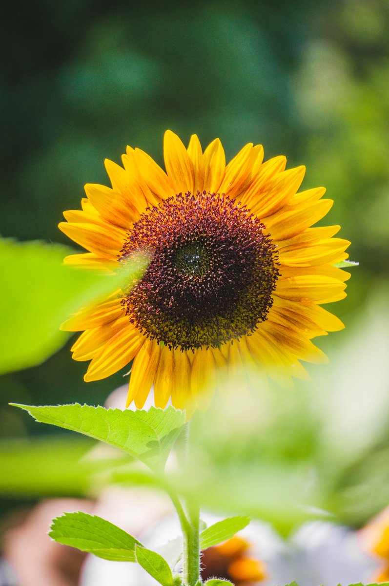 Kuma3_Photo's tweet photo. #これを見た人は夏らしい画像を貼る https://t.co/pgyDhESBju