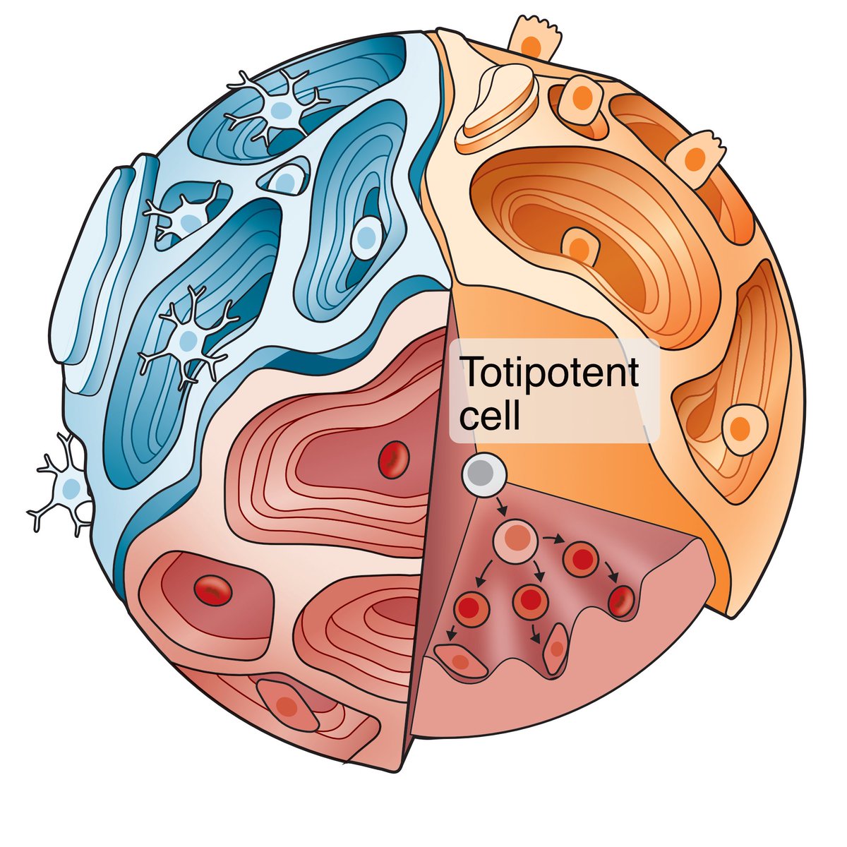 Calling all explorers to map🗺️the cell phenoscape! Pack your bag with #PredictiveModeling & #Organoids tech & join @josch_f & @GrayCampLab,#TeamIHB and @TreutleinLab,@ETH_en on the #HumanCellAtlas frontier. Read their @ScienceMagazine perspective bit.ly/45bXH2j or🧵👇