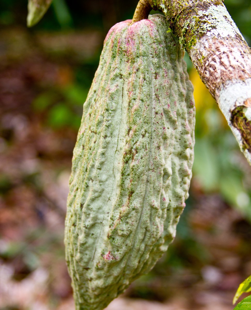 kahkow_usa's tweet photo. The beginning of the beautiful journey of chocolate 🤎 #kahkow 

#beantobar #craftchocolate #chocolate #darkchocolate #cocoa #cacao #organic #farmtobar #singleorigin https://t.co/3xD2YrapVP