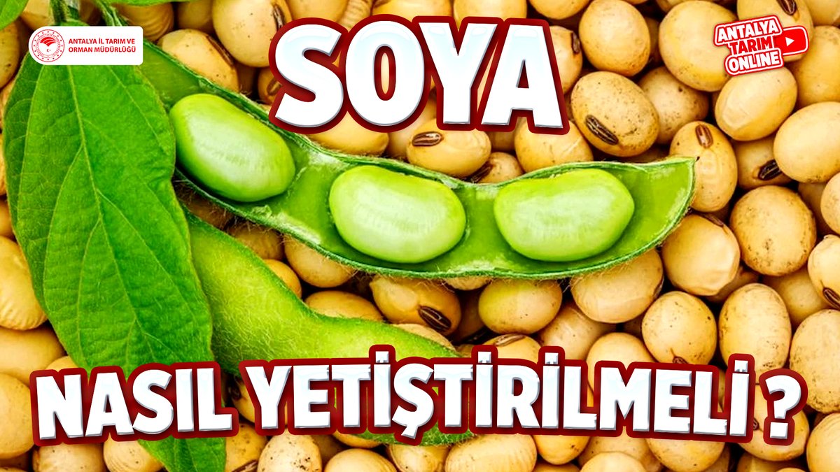 Kıymetli Çiftçilerimiz

#Soya Yetiştiriciliği için gerekli  tüm bilgilere #ücretsiz sunduğumuz eğitimlerimize 👇linkten ulaşabilirsiniz 👇
youtube.com/watch?v=IFsH4Z…

#NasılYetiştirmeli?

#GelecekTarımda
#TarımAntalyada

<a href="/gokhankaraca_/">Gökhan Karaca</a>
<a href="/AntalyaValilik/">T.C. Antalya Valiliği</a>
<a href="/ibrahimyumakli/">İbrahim Yumaklı</a>