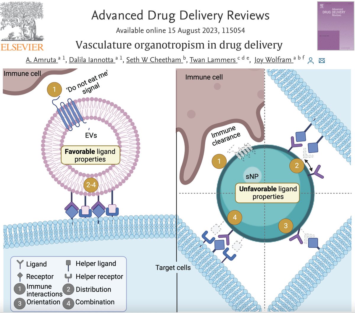 Do targeting ligands on #ExtracellularVesicles (EV) differ from those on #SyntheticNanoparticles (sNP)? Check out our latest paper with Amruta <a href="/DalilaIannotta/">Dalila Iannotta, PhD</a> <a href="/SethCheetham/">Seth Cheetham</a> <a href="/twan_lammers/">Twan Lammers</a> 
sciencedirect.com/science/articl…