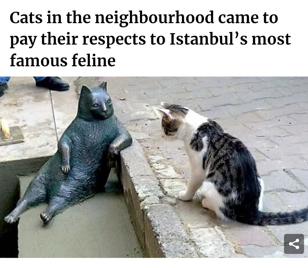 <a href="/historyinmemes/">Historic Vids</a> His friends are there to keep him company.