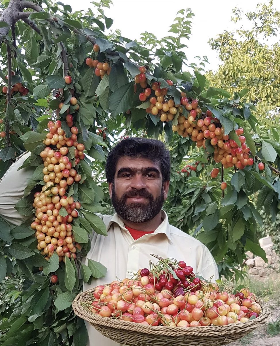 never_oppressed's tweet image. my favourite person on Instagram continues to be this beautiful Iranian man who just loves to pose with his fruit
