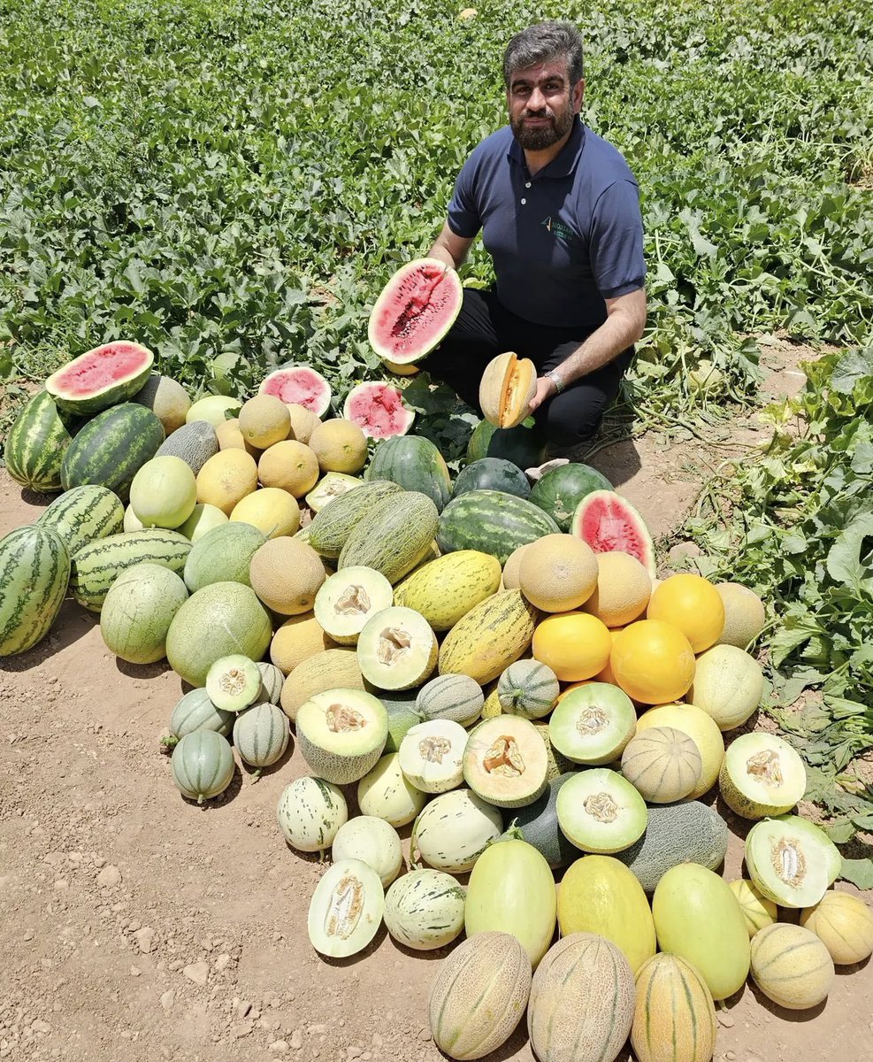 never_oppressed's tweet image. my favourite person on Instagram continues to be this beautiful Iranian man who just loves to pose with his fruit