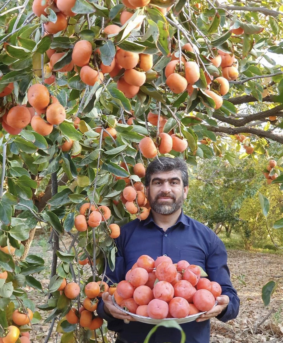 never_oppressed's tweet image. my favourite person on Instagram continues to be this beautiful Iranian man who just loves to pose with his fruit