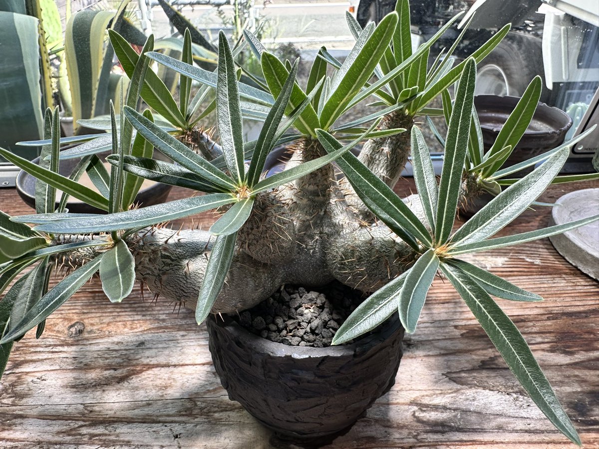 FKGS_2017's tweet image. 外放置でだいぶ成長

#パキポディウム
#グラキリス