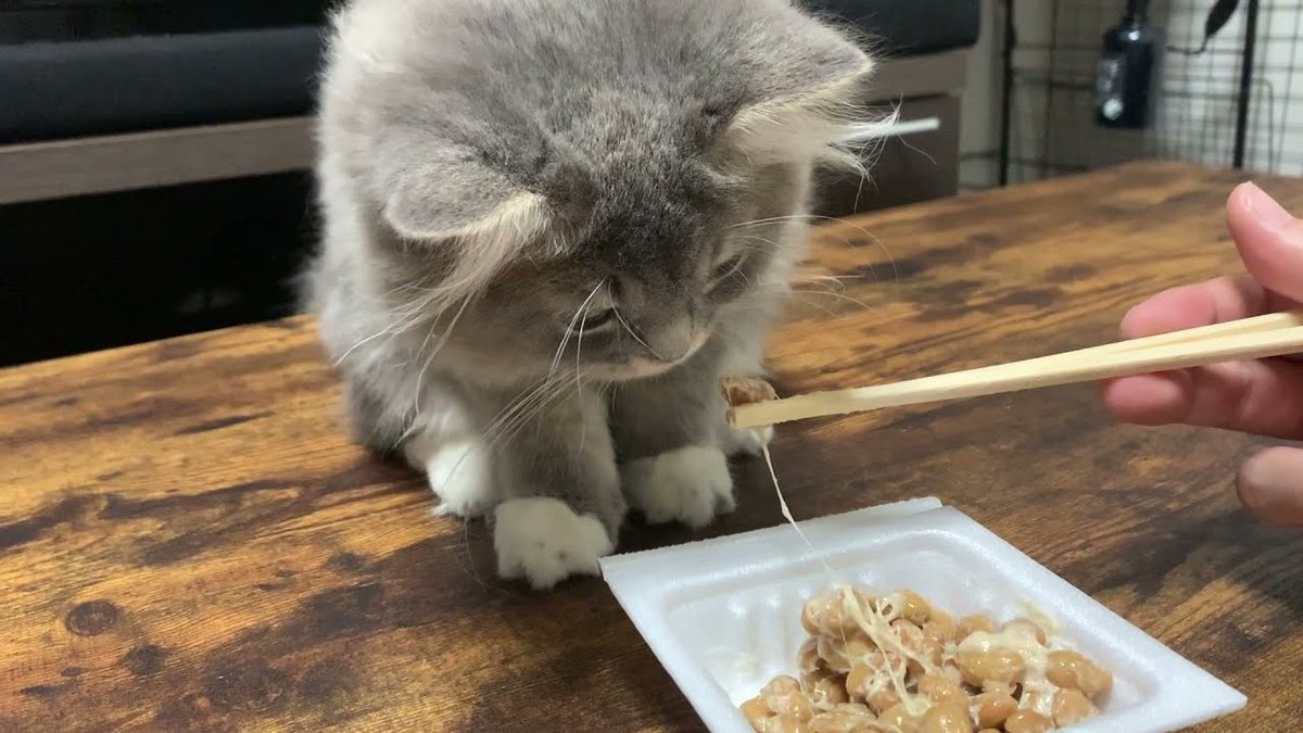 thenattofficial's tweet photo. 納豆は動物を含むすべての年齢層に適しています。
#thenatto #vietnam #hochiminhcity #hanoi #nhatban #japan #suckhoe #thucphamchucnang https://t.co/hQ0ngItagQ