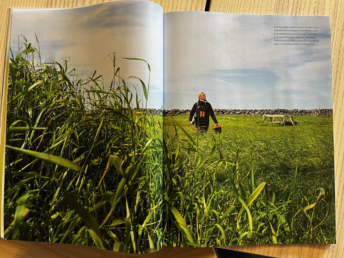 What if scientific journals would have such nice photos?!

<a href="/gollmundur/">Golli - Kjartan Þorbjörnsson</a> joined me in the field this summer to caputure photos of my little furballs and their parents. 

I might just copy paste Erik’s Pomrenke story at <a href="/Iceland_Review/">@Iceland_Review</a> into my Phd intro! What a writer!