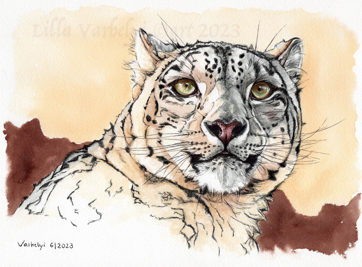 LillaVarhelyi's tweet photo. Hab dieses schöne Tier 2x getuscht, beide suchen ein neues Zuhause Größe Preis über PN #inkpainting #snowleopard #tusche #raubkatzen #kleineKunstklassel #wildlifedrawing #catart #zeichnen #originalartwork #artforsale #kunstkaufen #zeichnung #BIGCats #schneeleopard #kunstverkauf https://t.co/n04LkL3kln