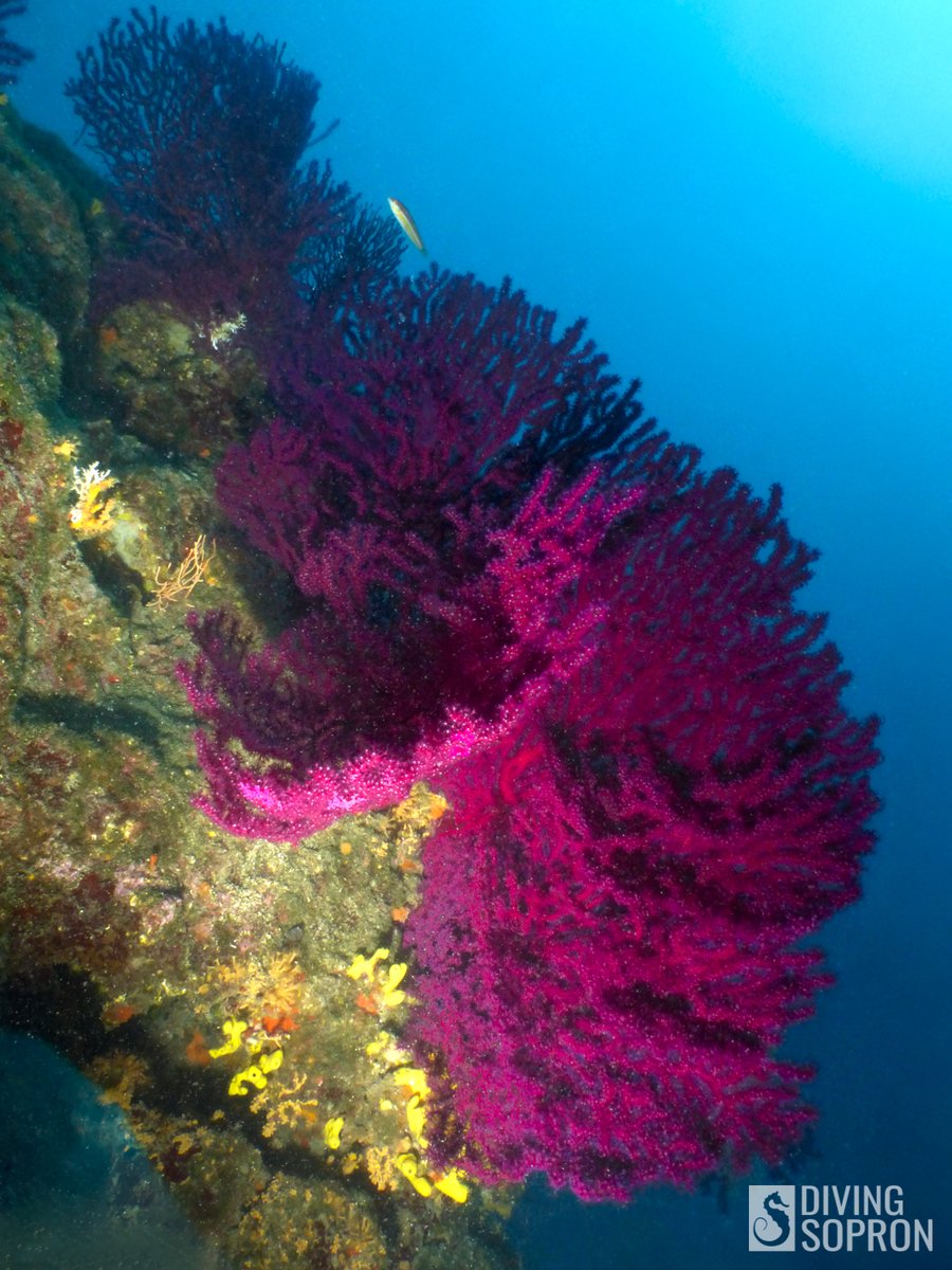 Diving Sopron búvárklub (@DivingSopron) / Posts / X