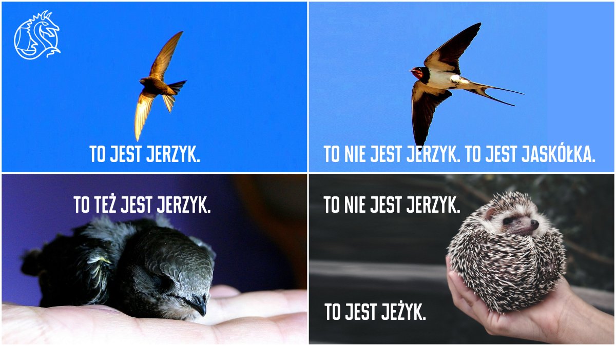 MobileVikingsPL's tweet image. ❌🦟 To już vikingowa tradycja – w niedzielę obchodzimy #DzieńKomara!

Od 2020 roku promujemy ideę zapraszania jerzyków do rozprawienia się z bzzzzyczącymi owadami. Jeden mały #jerzyk 🐦 – nie mylić z jeżykiem! 🦔 – może pochłonąć nawet 20 000 insektów dziennie! 🤯