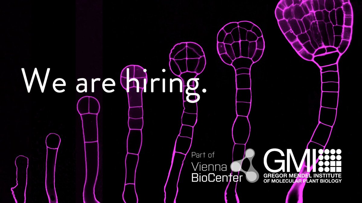 We are #hiring! The Ma lab (opening 02.2024) will harness the power of #gall-inducing insects to explore #plant development &amp; defense interplay. The Ma lab has the following open #research positions. To apply 👉