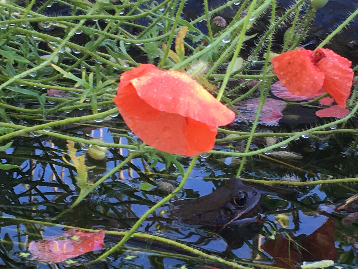 Earlier this year we created a small pond in our front garden. It's taken a while, but a frog has now moved in. To say we're delighted is an understatement!