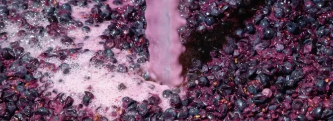 EldenSelections's tweet image. #BarrelAging #Burgundy longer...? The new ideas about quality in #wine @EldenSelections 
burgundywine.com

wine-searcher.com/m/2023/08/burg…