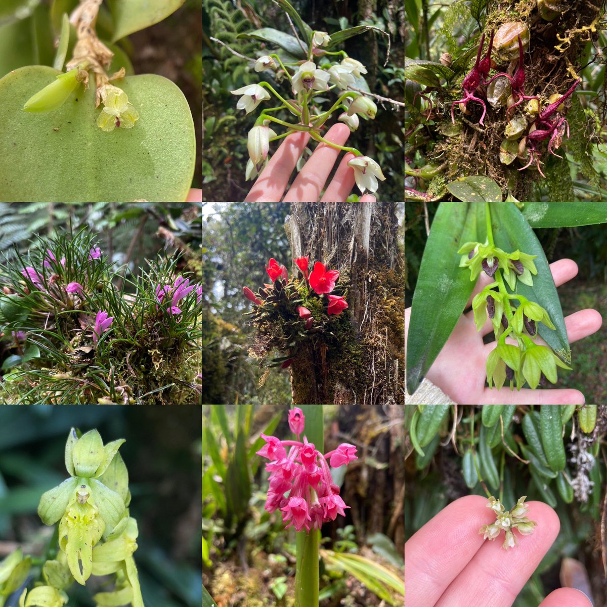 juliet_turner6's tweet photo. The amazing garden of “Orchid Man” Max

Without any formal education, Max taught himself to recognise every flower in the forest and has created one of the most amazing gardens I have ever seen, with over 100 species of native orchid 

📍 Western Highlands, Papua New Guinea https://t.co/PUFXVILNMy