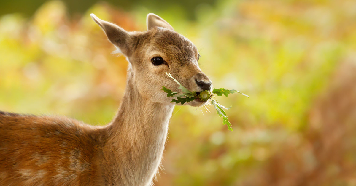 We need to protect and manage deer populations: they're essential for maintaining a healthy natural environment! BUT too many can damage the landscape, so we must strike the right balance #Biodiversity' #nature #Conservation  #WildlifeManagement #DeerPopulation