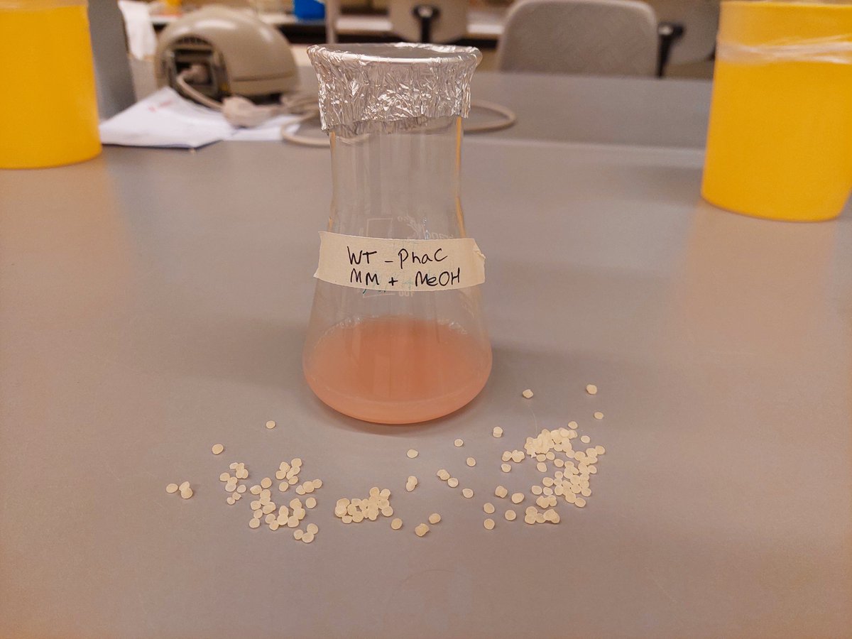 Hi all! Since this is the first twitter post for this year (we mainly use Instagram @igemleiden) we'd like to give a small update. We are currently working with the pink Methylobacterium extorquens to make biodegradable PHA plastic using methanol as carbon source! Stay tuned!