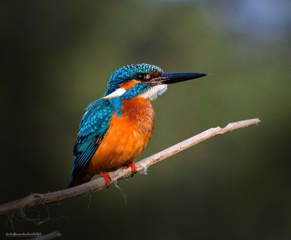 Name : Common kingfisher
#ketulp5 
#Commonkingfisher #birds
#birdslovers #birdsphotography
#wildlife #wildlifephotography
#wildlifephotographer
#wildlifeofindia #wildlifeonearth
#nature #NaturePhotography 
#BBCWildlifePOTD 
#nikon #netgeowild #netgeo
#bbcwildlife #earthcapture