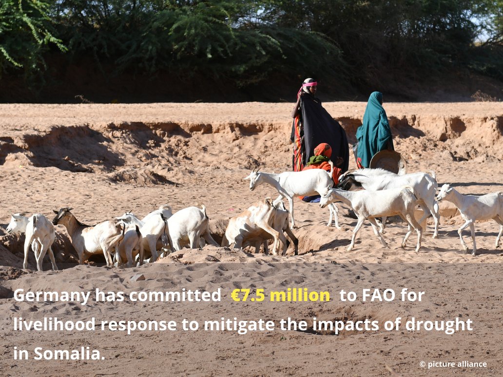 GermanyinSomalia (@germanyinsom) on Twitter photo π©πͺ has taken action to address the effects of drought in πΈπ΄ by committing β¬7.5million to <a href="/FAOSomalia/">FAO in Somalia</a>. This financial assistance aims to counteract the effects of extended drought and food scarcity in Somalia, exacerbated by consecutive failed rainy seasons. #WorldHumanitarianDay π©πͺ has taken action to address the effects of drought in πΈπ΄ by committing β¬7.5million to <a href="/FAOSomalia/">FAO in Somalia</a>. This financial assistance aims to counteract the effects of extended drought and food scarcity in Somalia, exacerbated by consecutive failed rainy seasons. #WorldHumanitarianDay
