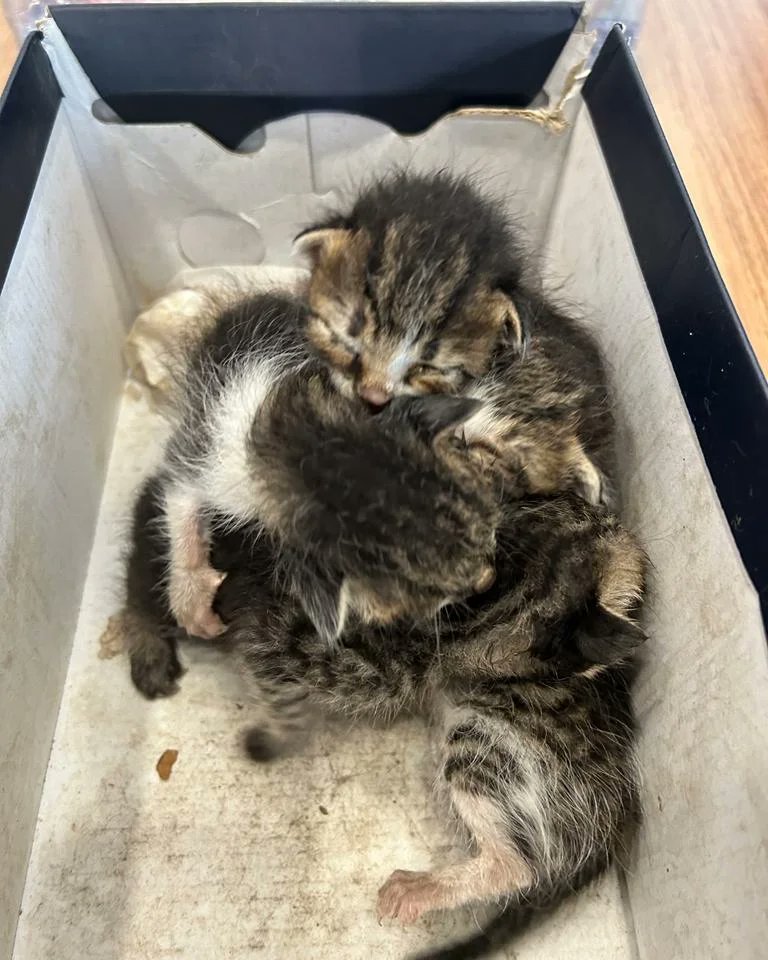 fatmakaplan's tweet photo. Henüz bir haftalıklar, belki daha küçük. 

Belediyemize bırakılan bu yavrucaklara acil yuva arıyoruz. Sahiplenmek isteyenler İzmit Belediyesi Halkla İlişkiler Müdürlüğümüze gelebilir. 
Yardımsever vatandaşlarımızı bekliyoruz. https://t.co/ueWPScY6Om