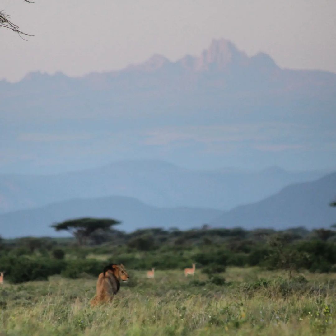 ✌️ Icons

#explore #kenya #lion #mtkenya
#travel #balutraveltd #wildlife