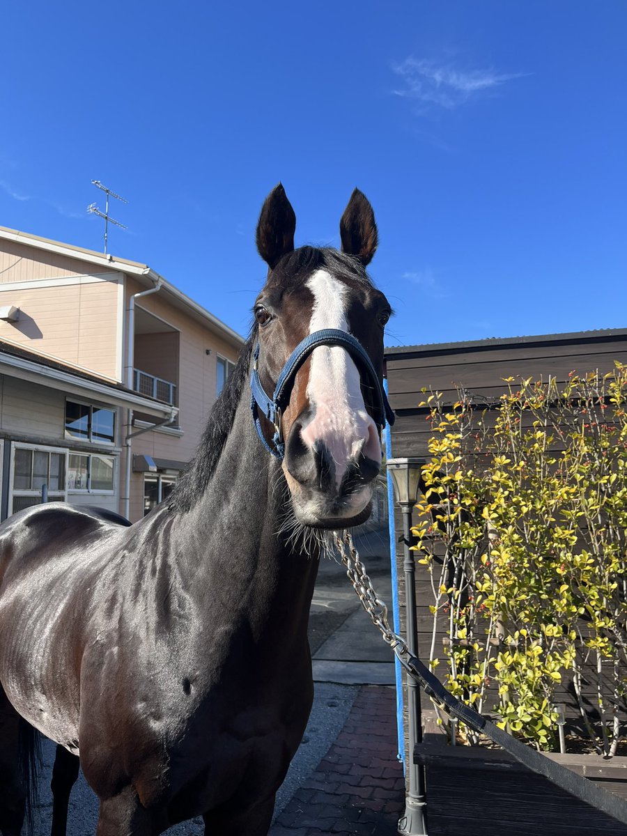 JRA高橋義忠厩舎 tweet media