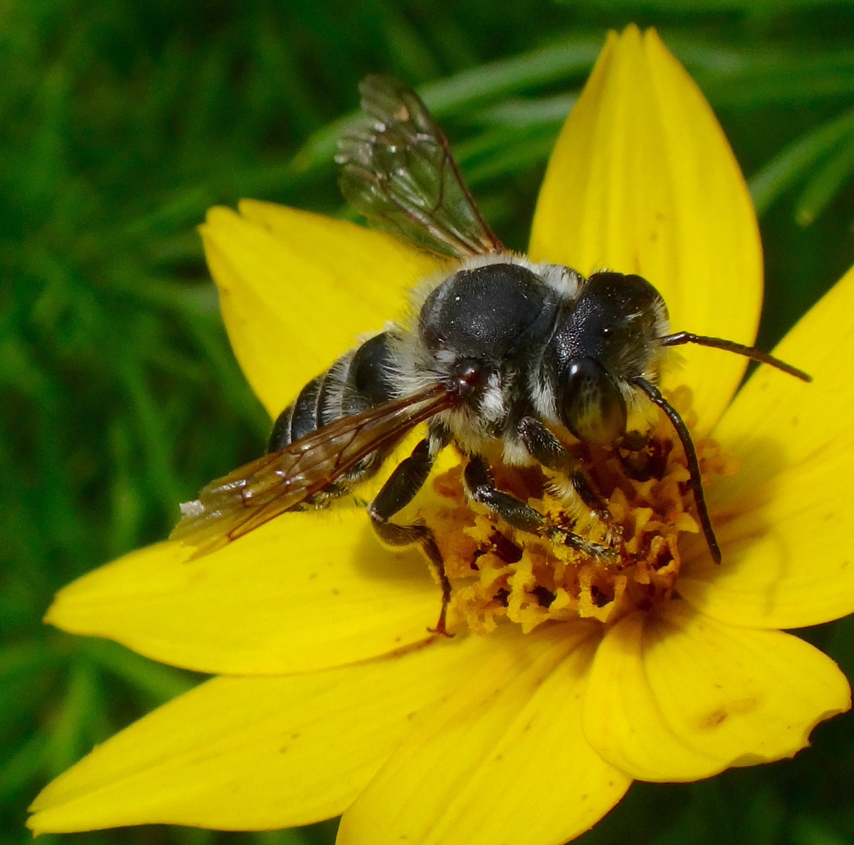 Let's BEE friends! #SaveTheBees #fridaymorning #FlowersOnFriday #FridayVibes #bees