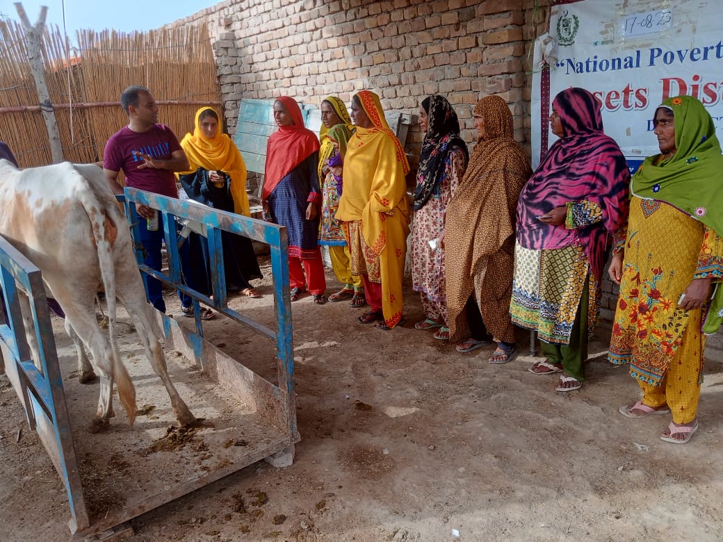 SRSO_Official's tweet photo. 41 productive, vaccinated &amp; insured tangible assets-livestock wr transferred to ultra-poor families of #BISP BNFs of district Kashmore@Kandhkot by #SRSO under @npgppk-a flagship program of #MoPASS-GoP funded by #IFAD.
It aimed to assist them in graduating out of poverty. https://t.co/hN13h9iM8W