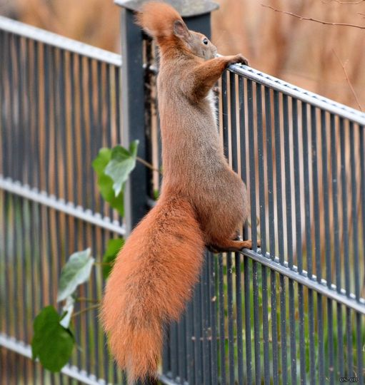 squirrel_zigzag's tweet photo. https://t.co/Hoxbp861a0