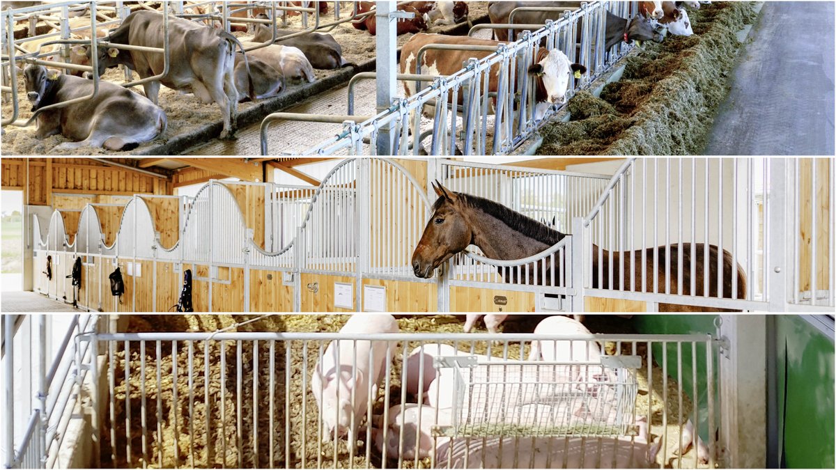 RudolfHoermann's tweet photo. Stalleinrichtung aus eigener Fertigung🐮🐴🐷

Eine passende Stalleinrichtung für Pferde, Rinder und Schweine ist essenziell. 
Mehr dazu findet ihr auf unserem neuen Instagram Beitrag:  https://t.co/Lojt0HfnNL
#hörmann #stall #stalleinrichtung #tierwohl #bauunternehmen #buchloe https://t.co/e92vVIklHo