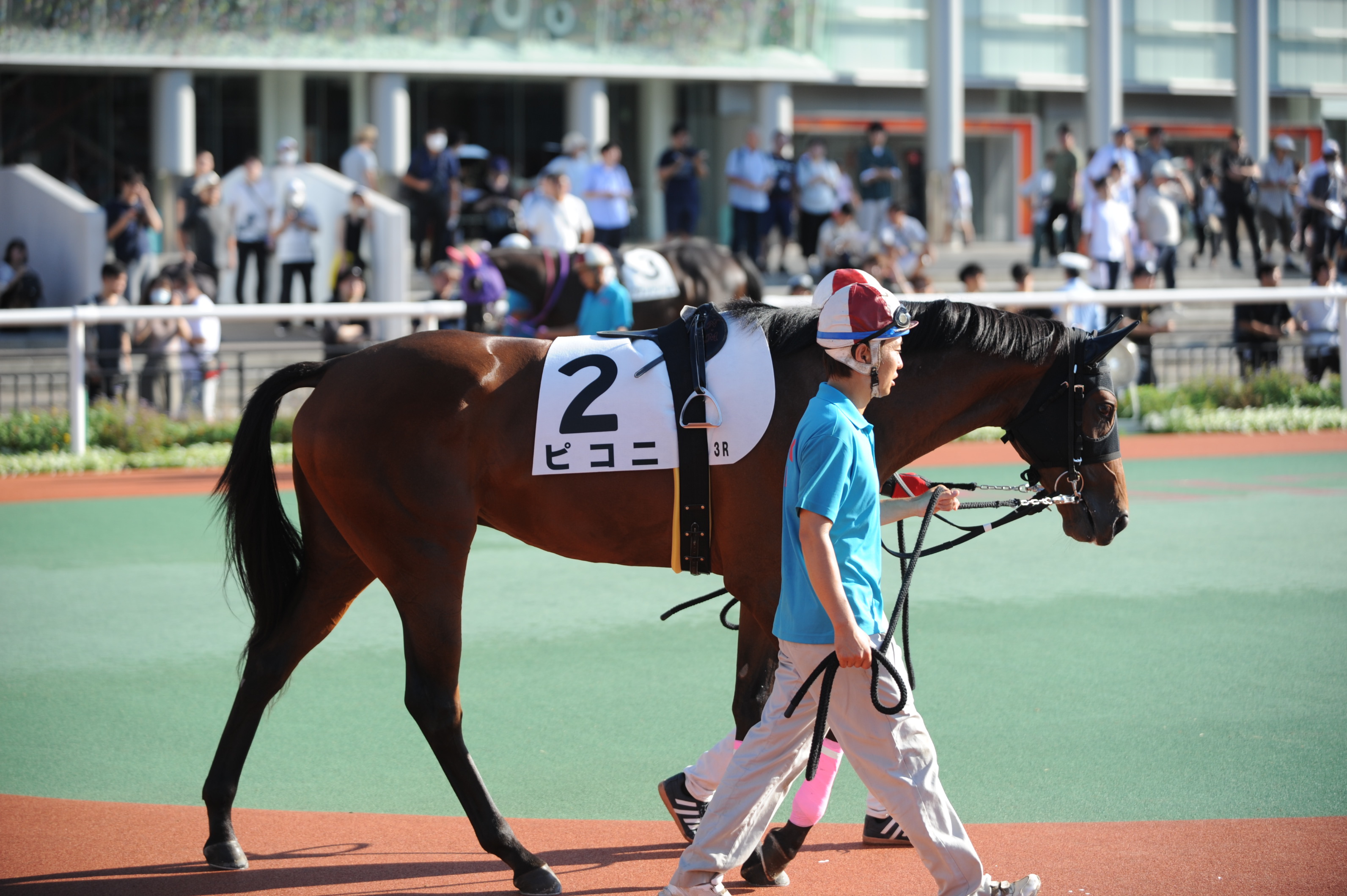 Yahoo!オークション -「まねき馬カード」(競馬) (トレーディング