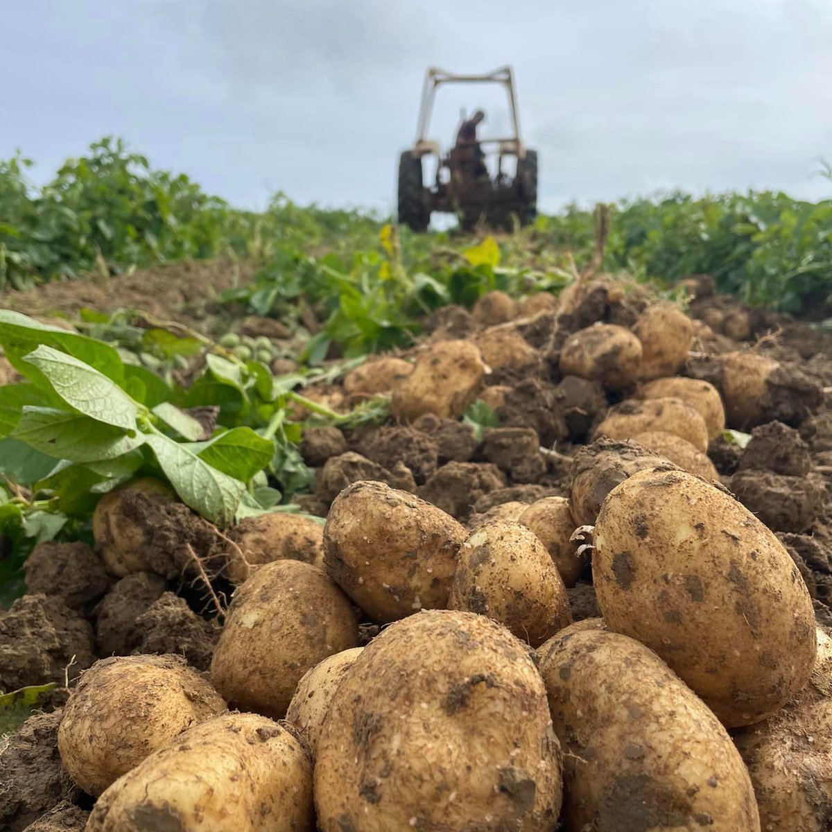 Dorset Food & Drink tweet media