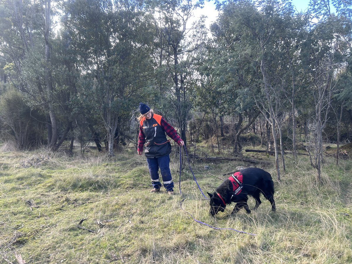 Finding the serrated tussock with Mel and Fonz. I want his id skills… but I don’t smell nearly as good as he does. #conservationdogs @DynamicsEnviro