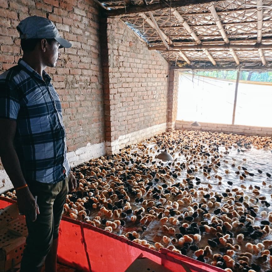 brlps_bhagalpur's tweet image. समेकित मुर्गी पालन विकास योजना-II के तहत भागलपुर जिले में 10 मदर यूनिट संचालित है। मदर यूनिट से जुड़े परिवारों को मुर्गी पालन हेतु चूजे उपलब्ध कराए जाते हैं। मदर यूनिट में नवजात चूजों की अच्छी तरह देखभाल करने बाद लाभान्वित परिवारों को ये चूजे वितरित किए जाते हैं। 
#JEEVIKA
#IPDS