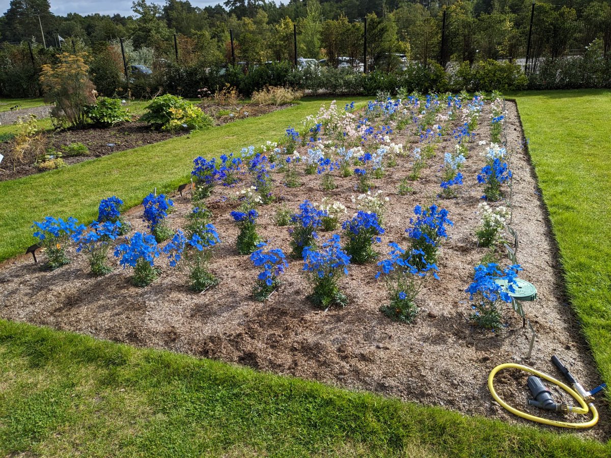 The Plant Review (@rhsplantsplus) on Twitter photo A sea of blues (pink + white) on the Delphinium grandiflorum bed in the Trials Garden <a href="/RHSWisley/">RHS Garden Wisley</a>, from seed sown undercover in February. Watch out for the larger elatum delphiniums putting out some late flowers this year, more next year! A sea of blues (pink + white) on the Delphinium grandiflorum bed in the Trials Garden <a href="/RHSWisley/">RHS Garden Wisley</a>, from seed sown undercover in February. Watch out for the larger elatum delphiniums putting out some late flowers this year, more next year!