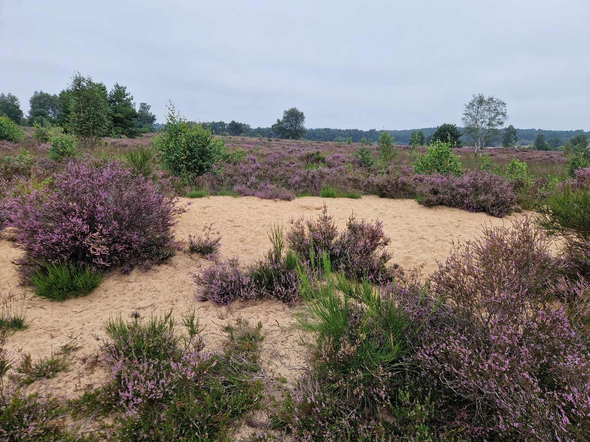 Rozendaalse veld, blijft jaarrond een bijzondere wereld😊