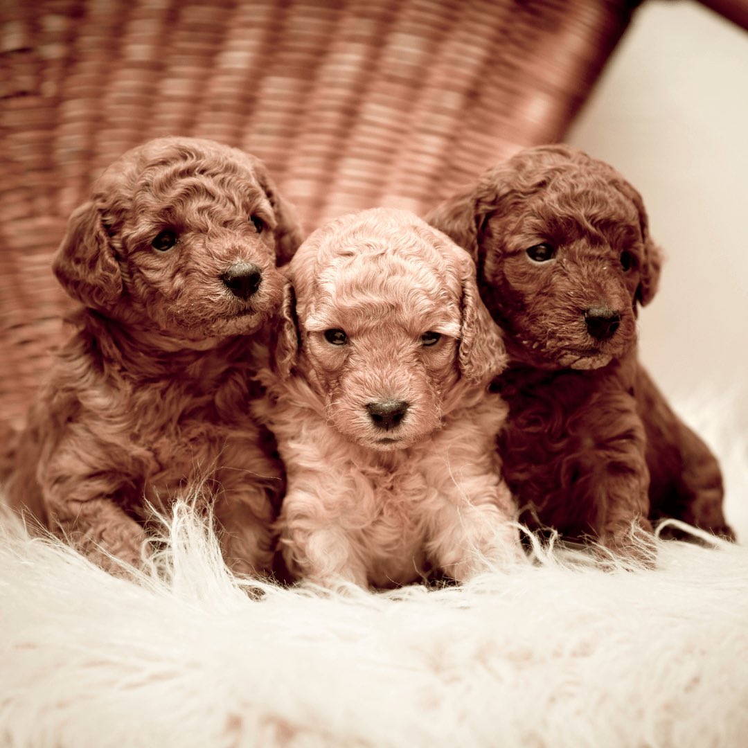 TrustedPups's tweet photo. Discover the Top 10 Hypoallergenic Dogs for Families. If you’re considering adding a new furry member to your family while dealing with allergies, this blog is a must read! 
#HypoallergenicDogs #FamilyPets #DogLovers #AllergiesAndPets

https://t.co/I1Ixct3cSP https://t.co/JVZ4M9vPto