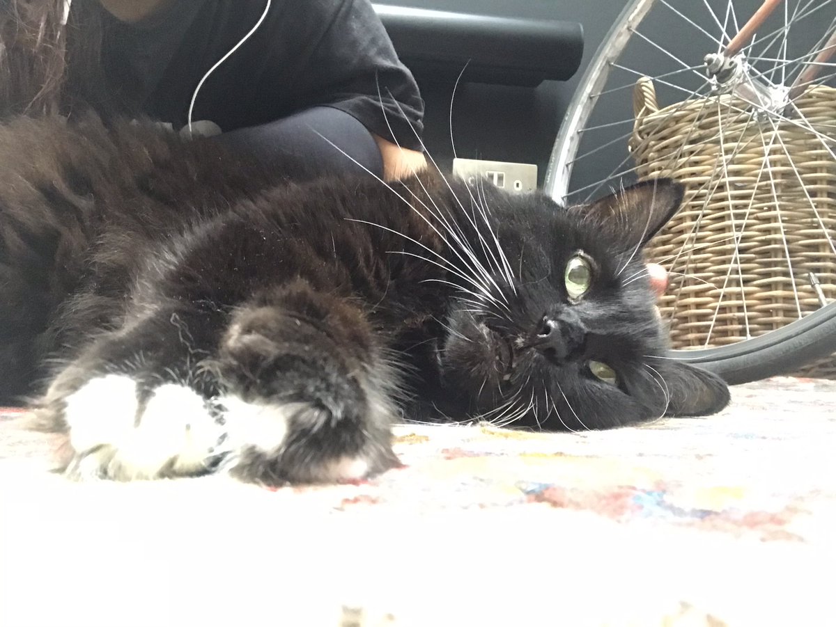 Catswhiskersuk's tweet photo. Reunited with the one and only Jon! His charm and cuddle game are as strong as ever. It's like we've never been apart - just two peas in a snuggle pod. 😺💕 #JonLove #CuddleChamp #BestiesReunite https://t.co/UJVJHoxMoc