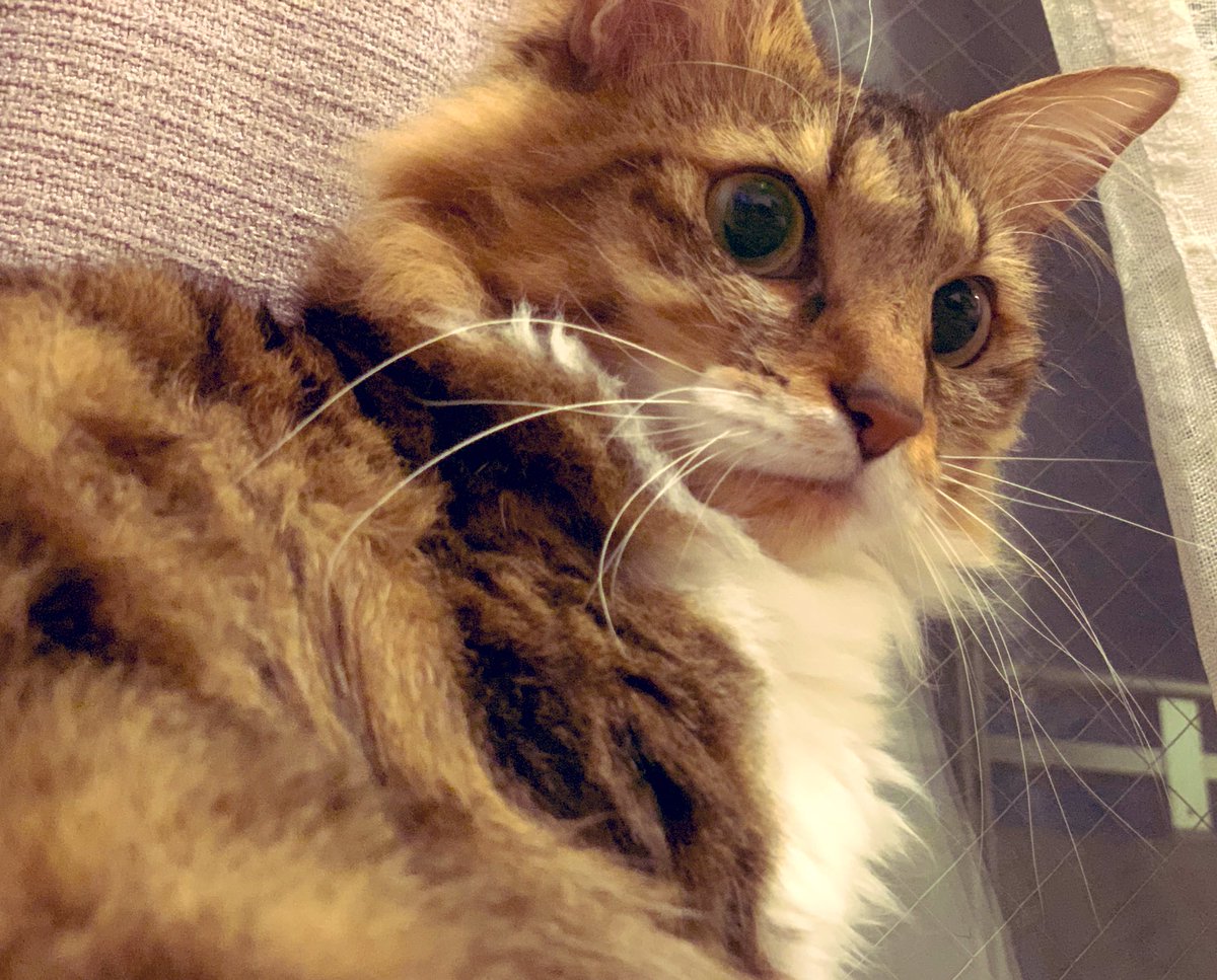 ココはお稲荷様。明るくて朗らか。大抵の事は笑って受け入れる。ちょっぴり押しに弱い一面も。食にこだわるタイプ。晴れ男(女)。
#あなたを日本の神獣に例える