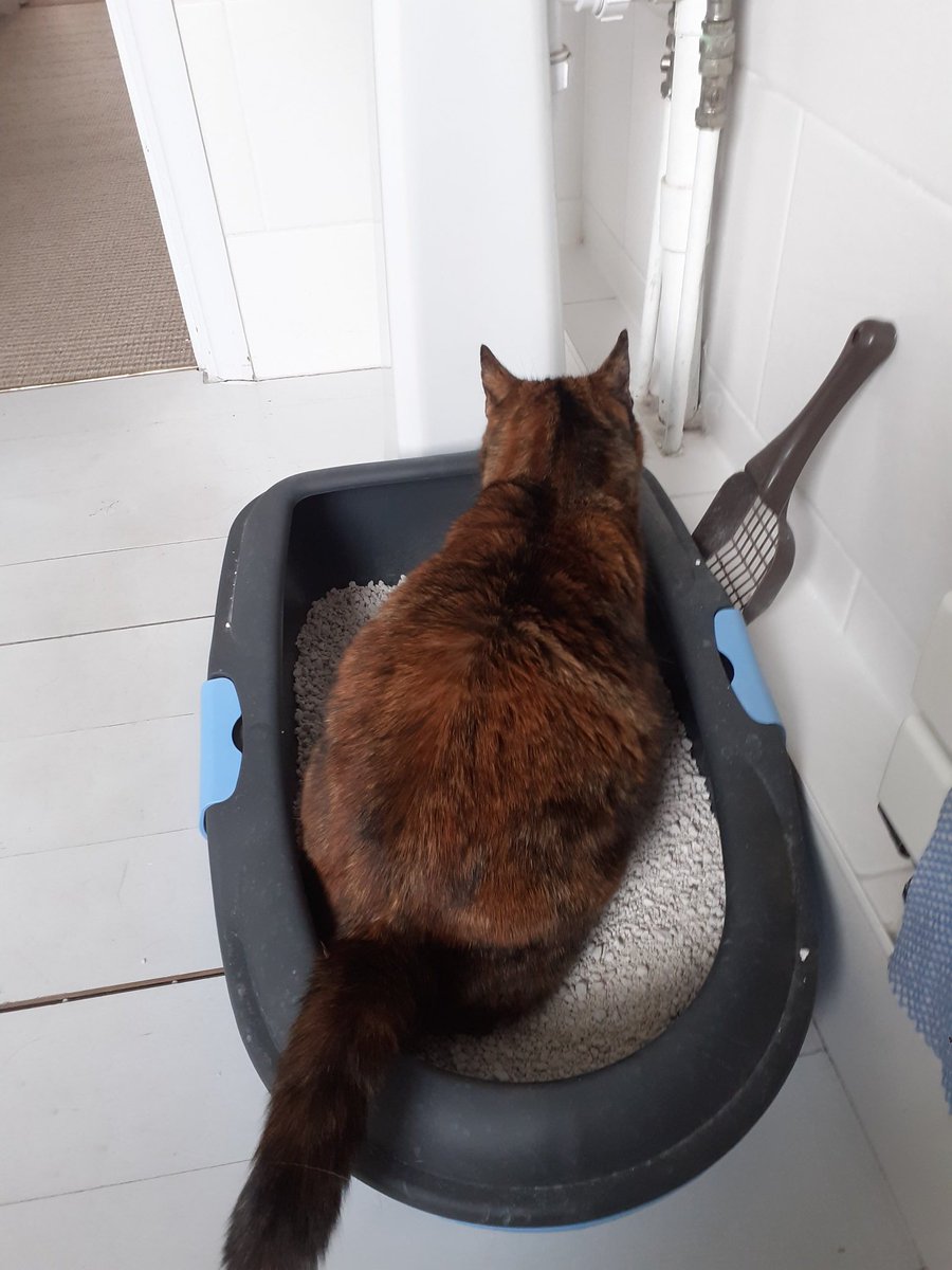JBailey_uk's tweet photo. @scientistswrite This is Poppy, she likes to go to the loo when i do https://t.co/aiLlcCQhro