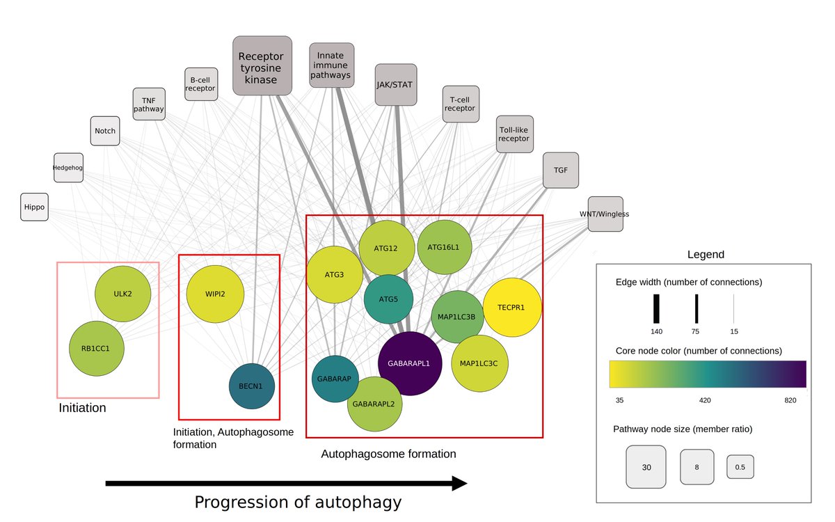 KorcsmarosLab's tweet photo. New features include for all autophagy genes the annotation of:
✅autophagy stages (eg initiation)
✅autophagy types (xenophagy)
✅subcellular and tissue localization
❇️And all regulators are connected to various signaling pathways through our #SignaLink resource
2/4 https://t.co/TPiNHgoLlZ
