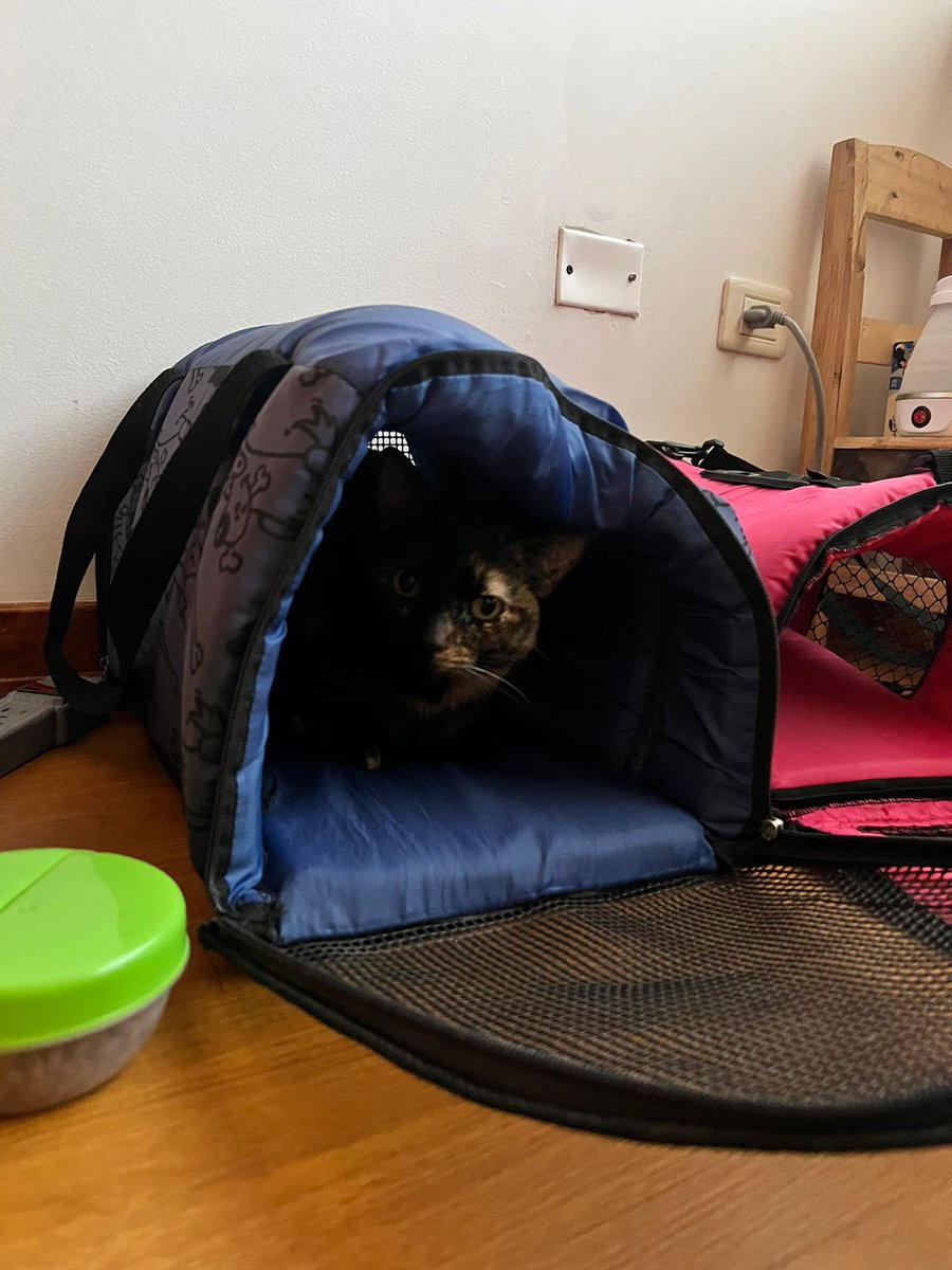 MMMaldonadoC's tweet photo. Gata durmiendo en guacal, con provisión de comida cerca https://t.co/xveMoim5dy
