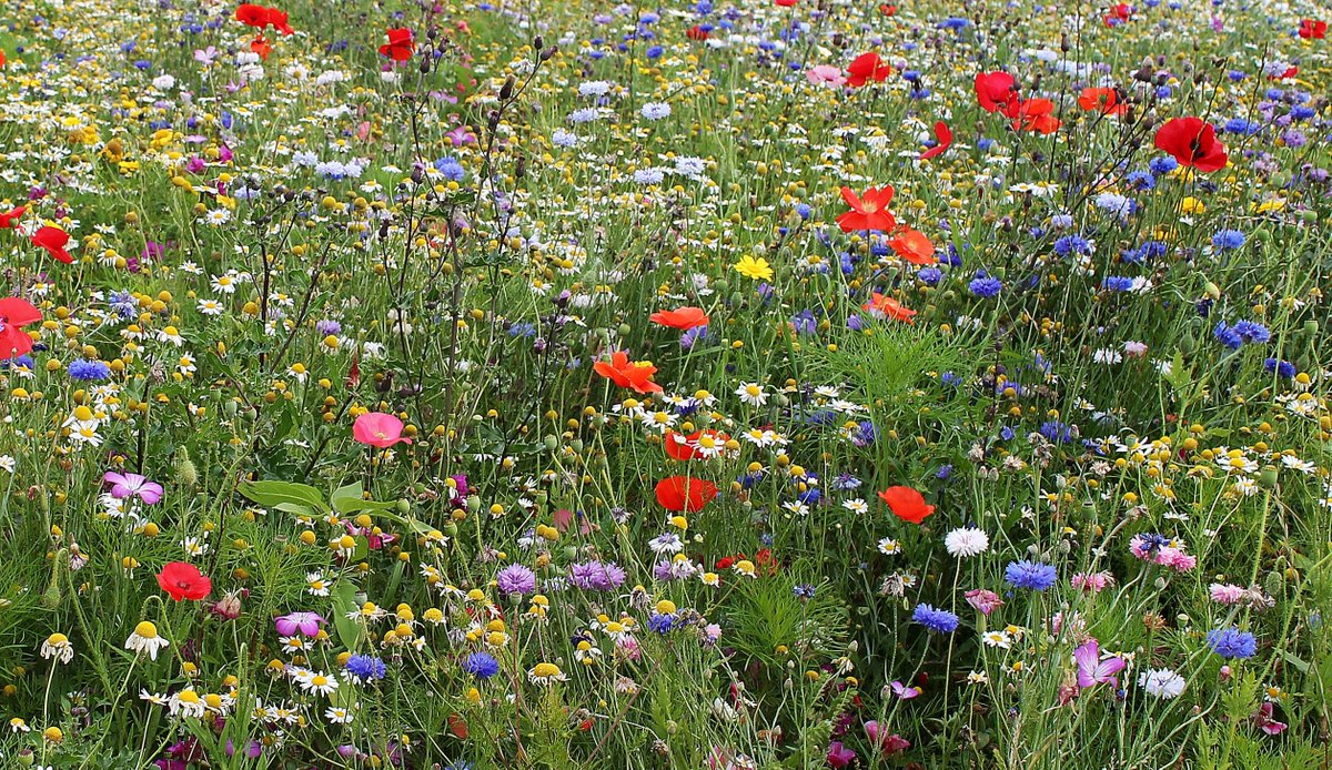Have you seen our new Flower Meadow Mixes?
There's three to choose from but they'll all attract pollinators and other wildlife to your garden. 
The contain 100% flower seeds, (no grass) and they're available in different size packs to suit your space or simply to sprinkle in your