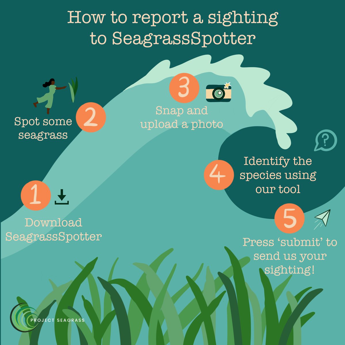 Ever wondered how to contribute to seagrass conversation with just a few taps of your phone? If you’ve seen seagrass, let us know at SeagrassSpotter and help us track the worlds distribution of seagrass!🔎🌱 #CitizenScience