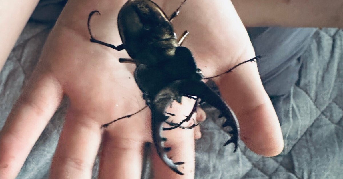 我が家の「家出」事情 note.com/lbrt_mshkztk/n…