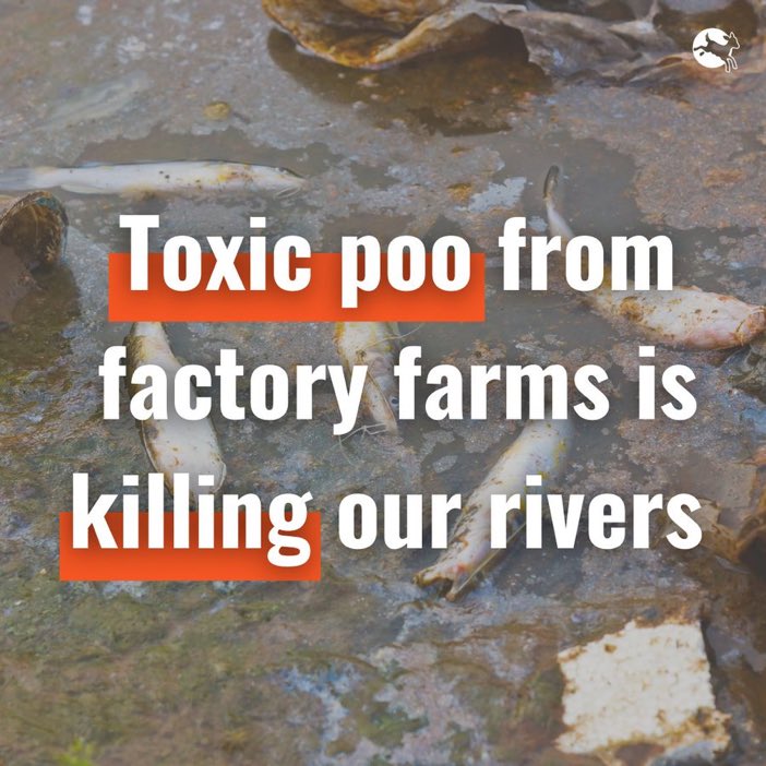 In the UK industrially-reared chickens, hens, pigs and dairy cows generate the equivalent of over 100 double decker buses of toxic poo, EVERY HOUR! 😲💩 Tell your council to refuse permission for new polluting, inhumane and unethical factory farms: bit.ly/3OsaN4p