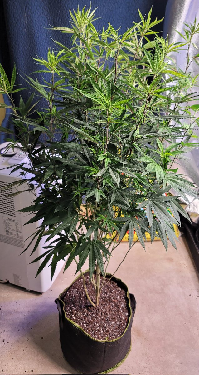 I started seeing some yellow come off my Topanga Canyon from <a href="/WoWCrypto/">wow crypto</a> got it repotted into a 5 Gal. Man, this strain is killing it ! Can't wait to see the buds on this one 🙊🌻 still trying to debate on when to flip her to flower 👀 #foxfarm #marshydro #whenflower #growyourown